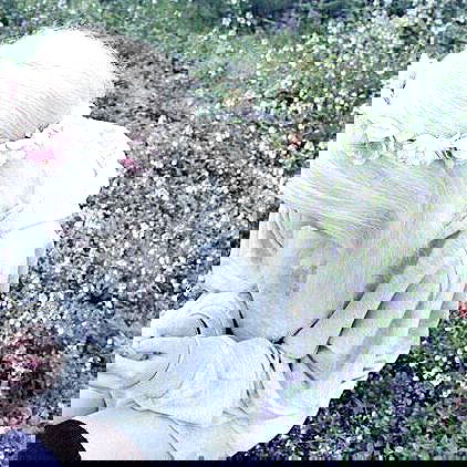 silkton image ~ Altpins