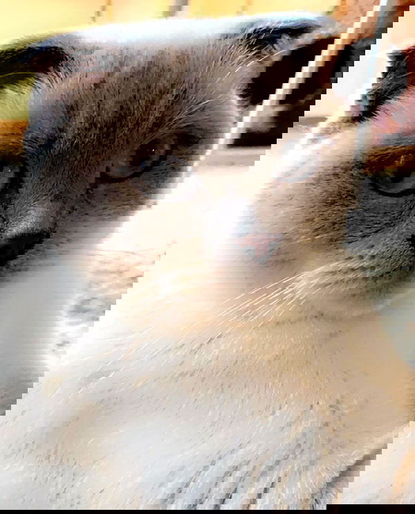 silkton image ~ Altpins