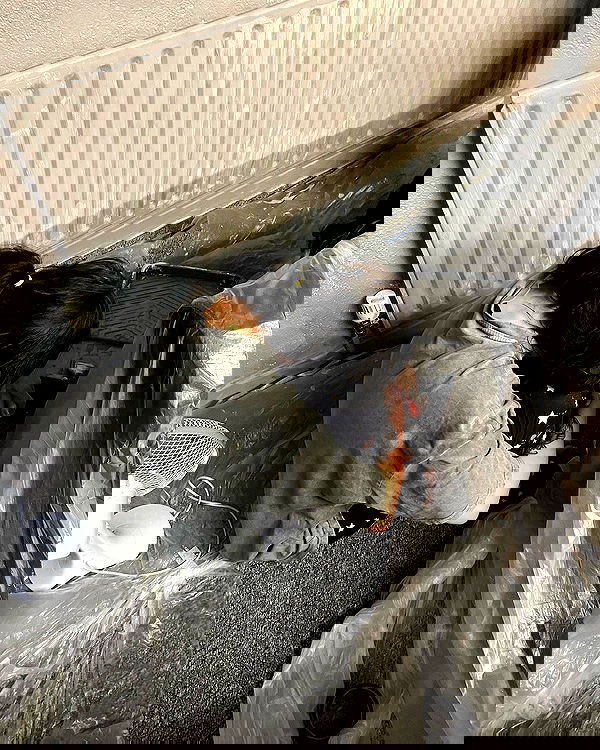 silkton silkton archive image