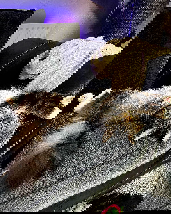 silkton silkton archive image