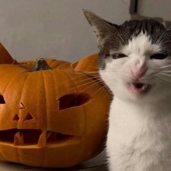 silkton instagram image archive image