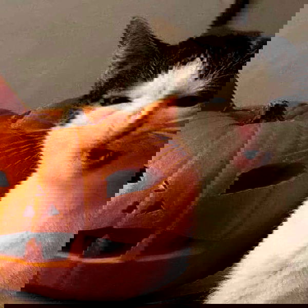 silkton image ~ Altpins