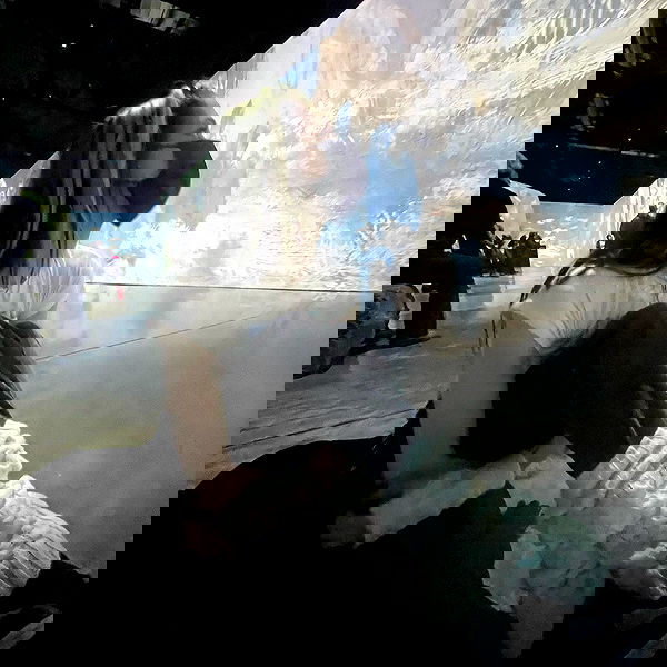 smashedely smashedely archive image