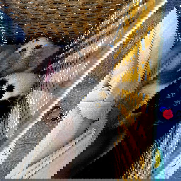 smashedely smashedely archive image