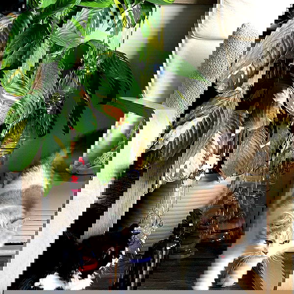 smashedely smashedely archive image