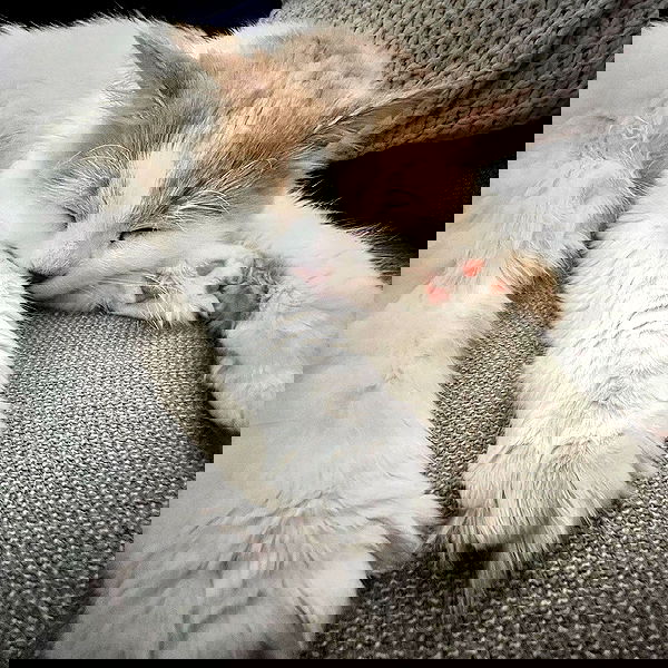 smashedely smashedely archive image