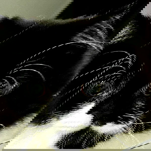 smashedely smashedely archive image