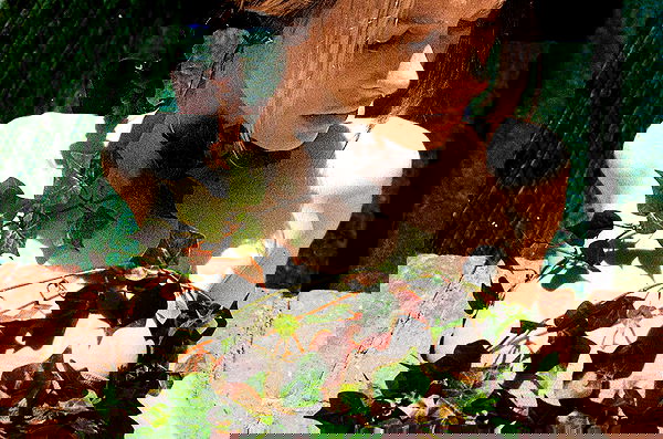 smashedely smashedely archive image