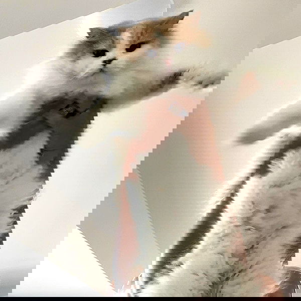 smashedely smashedely archive image