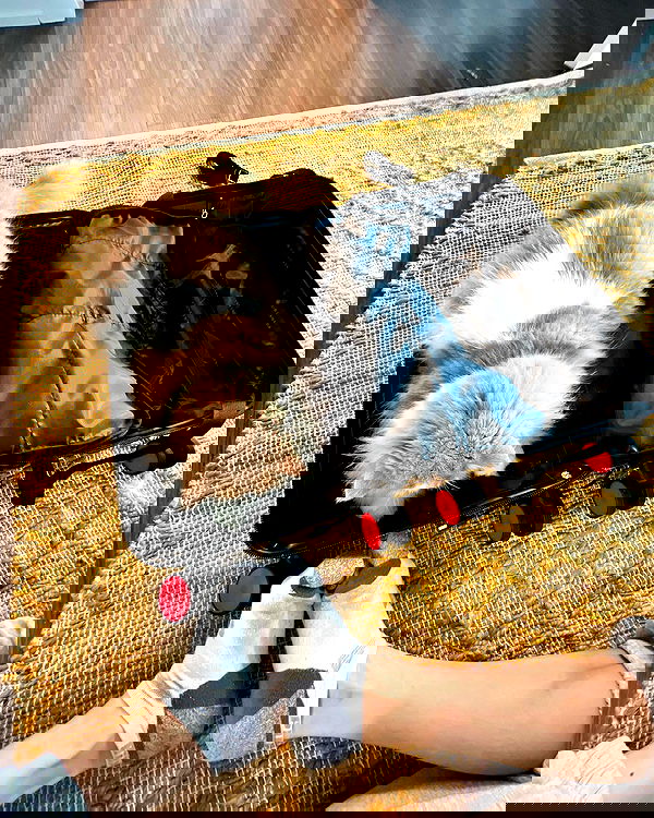 smashedely smashedely archive image