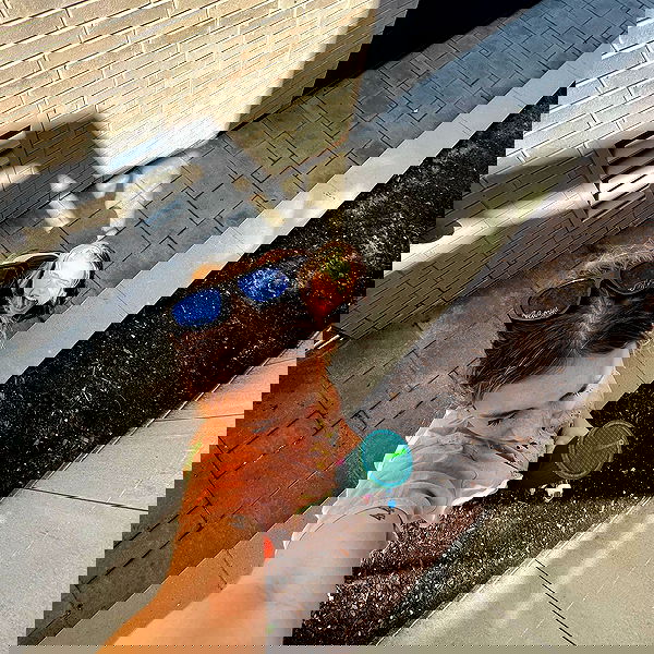 smashedely smashedely archive image