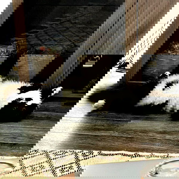 smashedely smashedely archive image