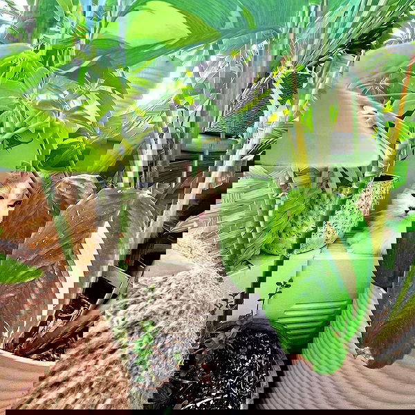 smashedely smashedely archive image