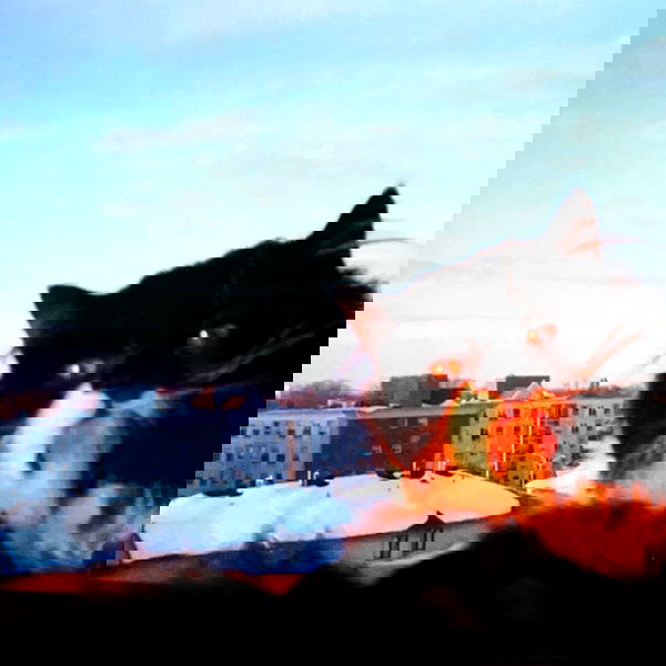 smashedely smashedely archive image