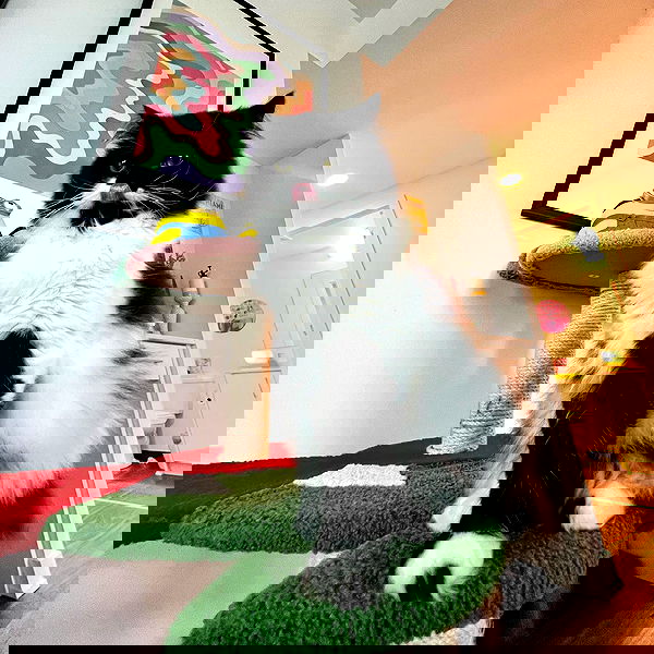 smashedely smashedely archive image