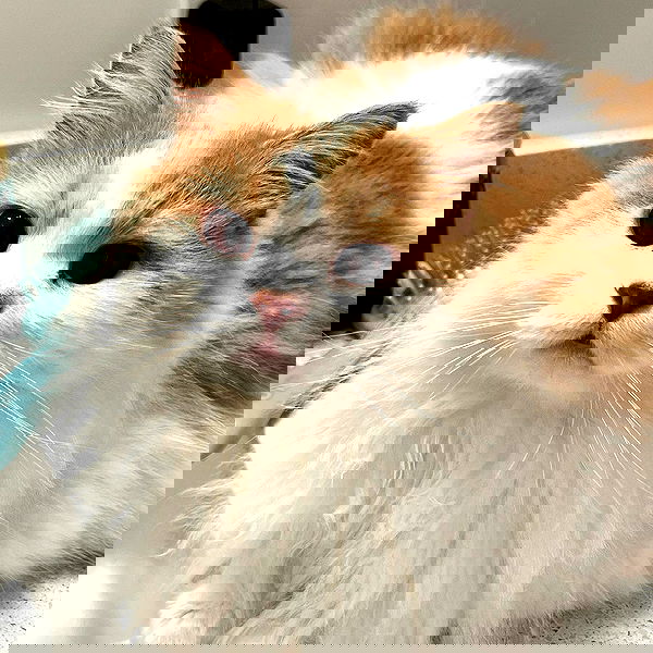 smashedely smashedely archive image