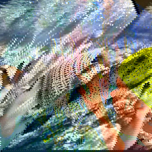 smashedely smashedely archive image