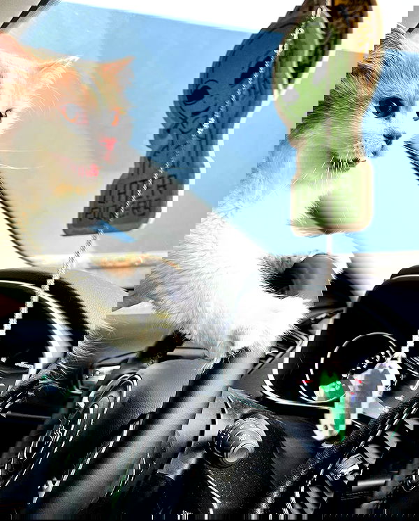 smashedely smashedely archive image