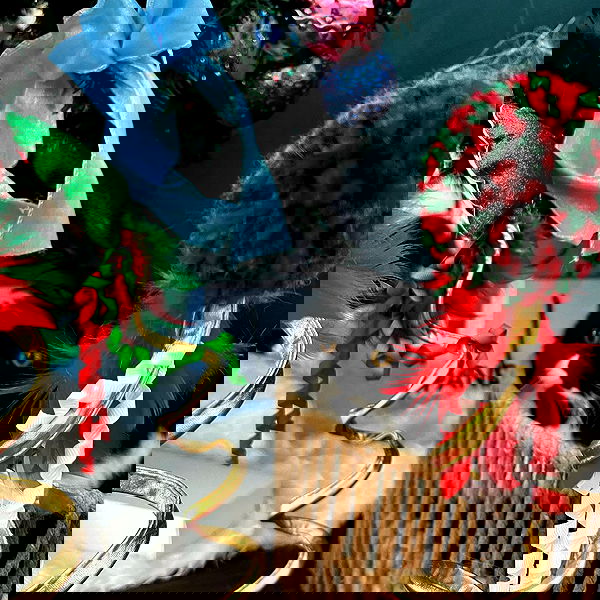 smashedely smashedely archive image