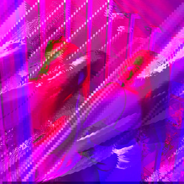 smashedely smashedely archive image