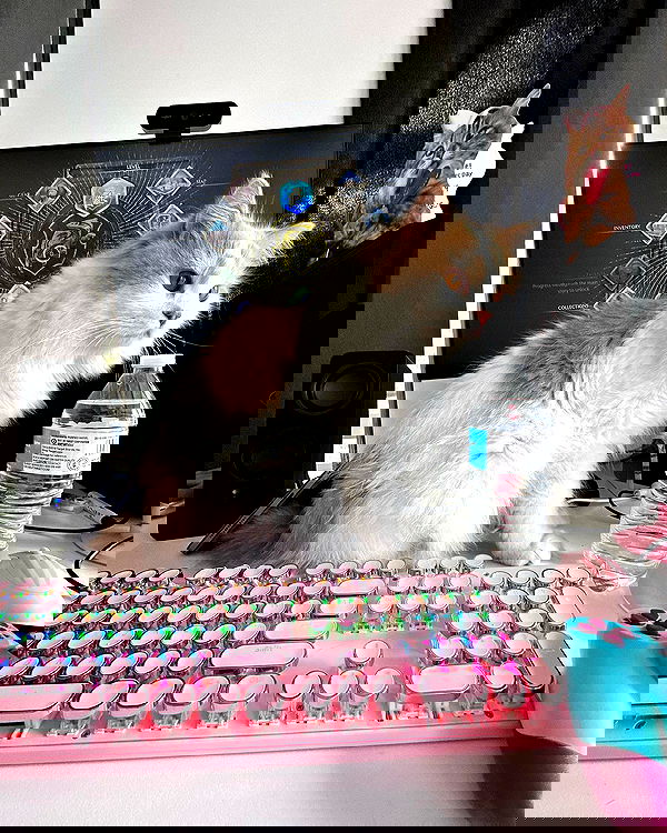 smashedely smashedely archive image