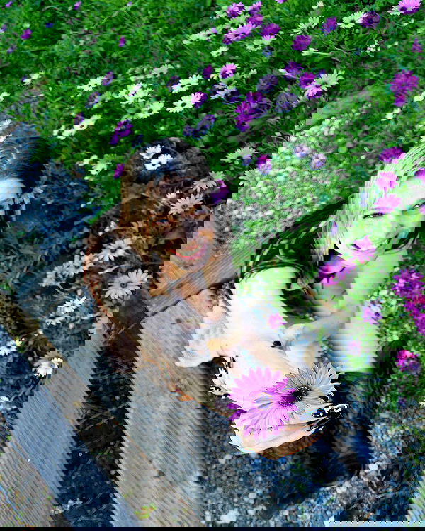 smashedely smashedely archive image