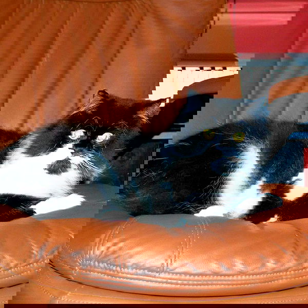 smashedely smashedely archive image