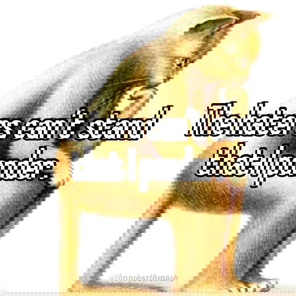 smashedely smashedely archive image