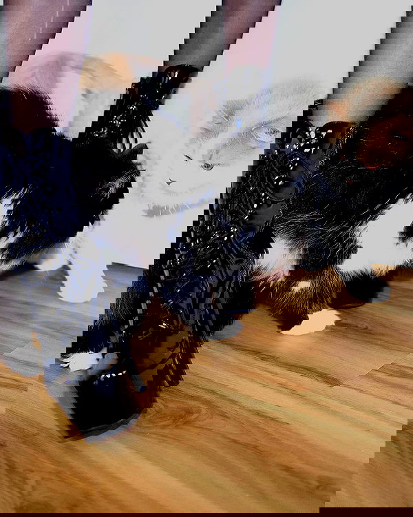 smashedely smashedely archive image