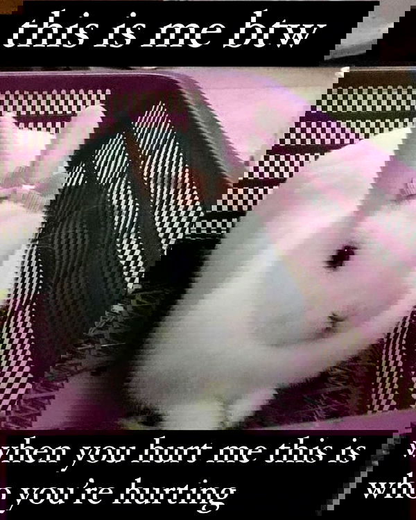 smashedely smashedely archive image