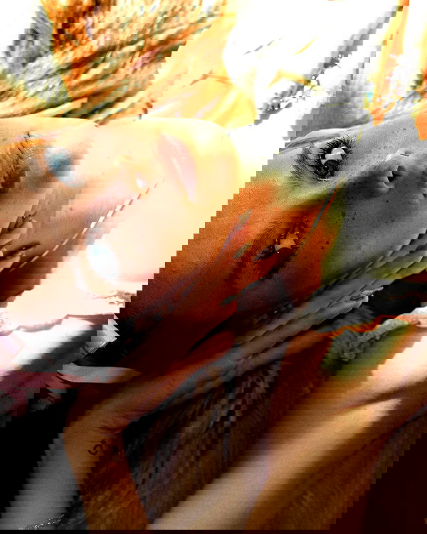 smashedely smashedely archive image