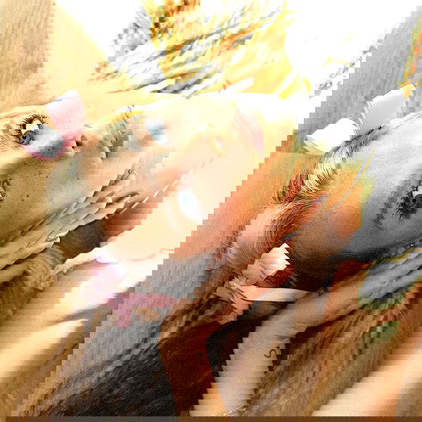 smashedely smashedely archive image