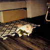 smashedelyyy Altpins Profile Picture