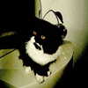 smashedelyyy Altpins Profile Picture