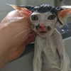 smashedelyyy Altpins Profile Picture