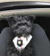 sofia.miron Altpins Profile Picture