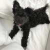 sofia.miron Altpins Profile Picture