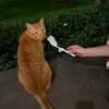 sofia.miron Altpins Profile Picture