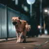 soll_f0 Altpins Profile Picture