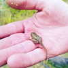 soll_f0 Altpins Profile Picture