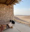 sonia_litvanchuk Altpins Profile Picture