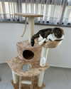 sonia_litvanchuk Altpins Profile Picture