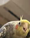 sophia.zadvor Altpins Profile Picture