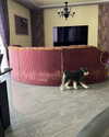 sophia.zadvor Altpins Profile Picture