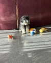 sophia.zadvor Altpins Profile Picture
