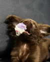 sophia.zadvor Altpins Profile Picture
