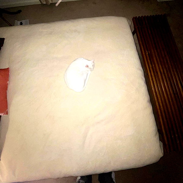 sorryiatetheapple instagram image archive image