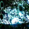 sorryiatetheapple Altpins Profile Picture