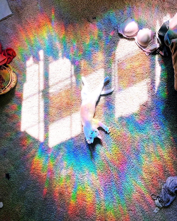 sorryiatetheapple instagram image archive image