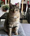 stine_stromskag Altpins Profile Picture